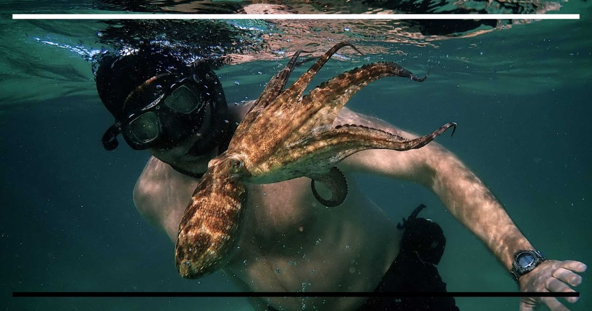 My Octopus Teacher: o polvo, o mergulhador e os limites da observação